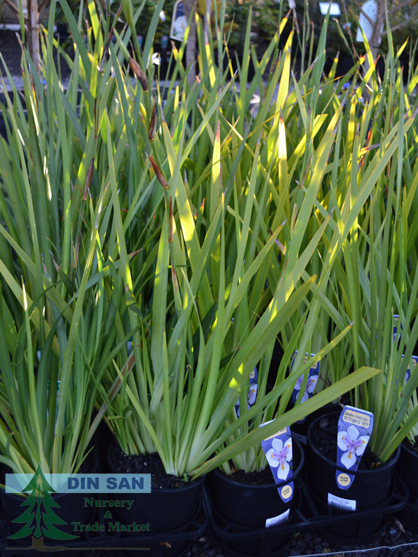 Native and Ornamental Grasses Din San Nurseries Product ODS