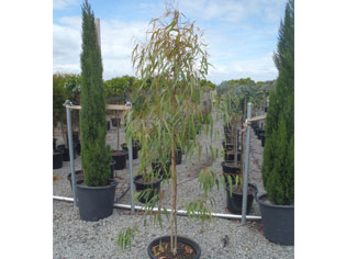 New grafted Lemon-Scented Gum