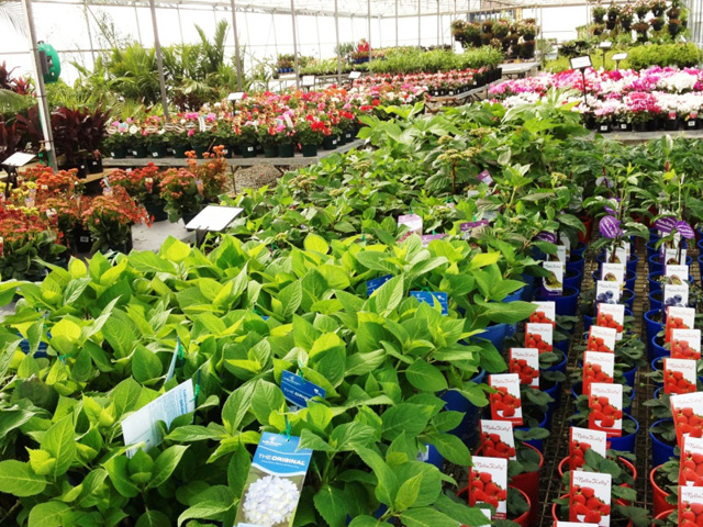 Plants at wholesale trade prices