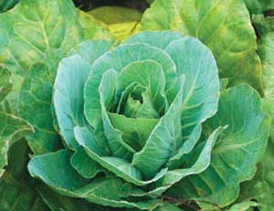 Clever Crop- Cabbage
