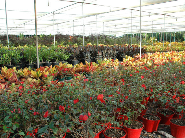 Quality wholesale plants