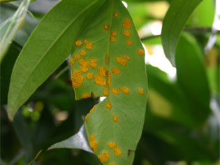 Myrtle Rust plan released by Government