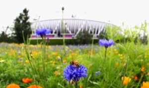 Biodiversity Represented on the Olympic Field