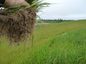 Erosion control for vegetated slope retention