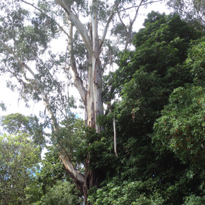 Planting under Eucalypts