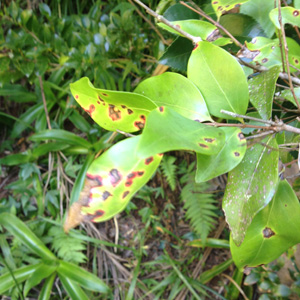 Myrtle Rust an example of failed bio-security