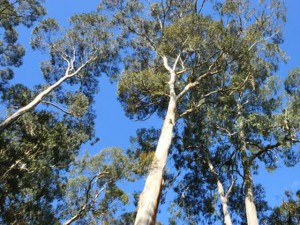 Why are Old Eucalypts Worth Saving?