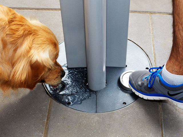 Paw yourself a drink