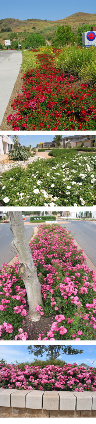 Flower Carpet® Roses - for the top-end look | march_tesselaar_article | ODS